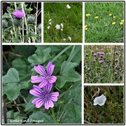 4th Aug 2023 - Wild flowers in Wood Lane