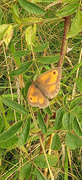 4th Aug 2023 - Meadow Brown