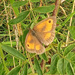 Meadow Brown by 365projectorgjoworboys