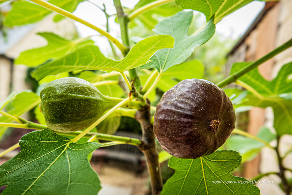 Garden figs by nigelrogers