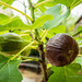 Garden figs by nigelrogers