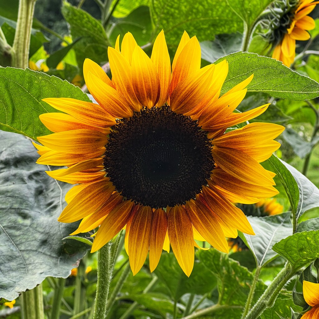 Sunflower by mattjcuk