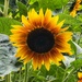 Sunflower by mattjcuk
