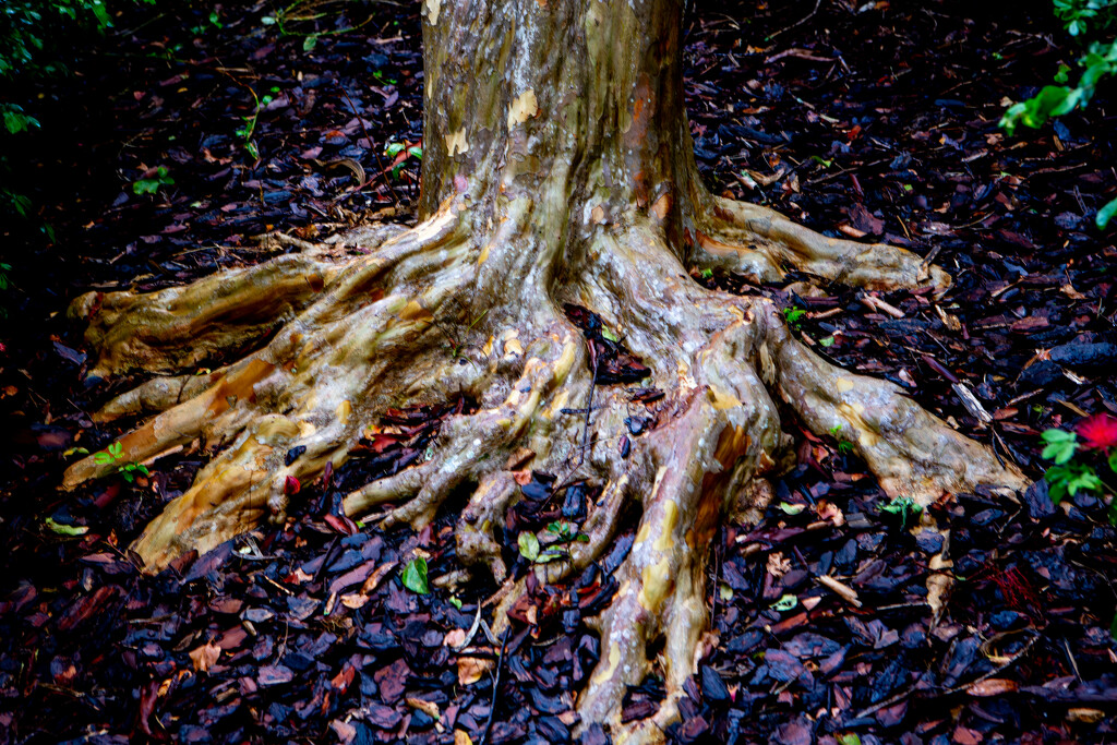 Roots run so deep by frodob