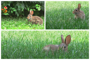 4th Aug 2023 - Bunny Collage