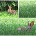 Bunny Collage by april16