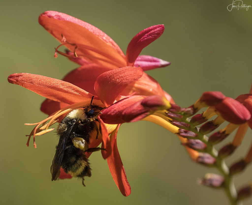 Slurping Pollen  by jgpittenger