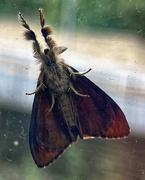 1st Aug 2023 - 2023-08-01 Moth, man - prophesise