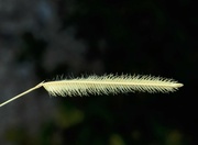 3rd Aug 2023 - Aug 3 Grass seeds