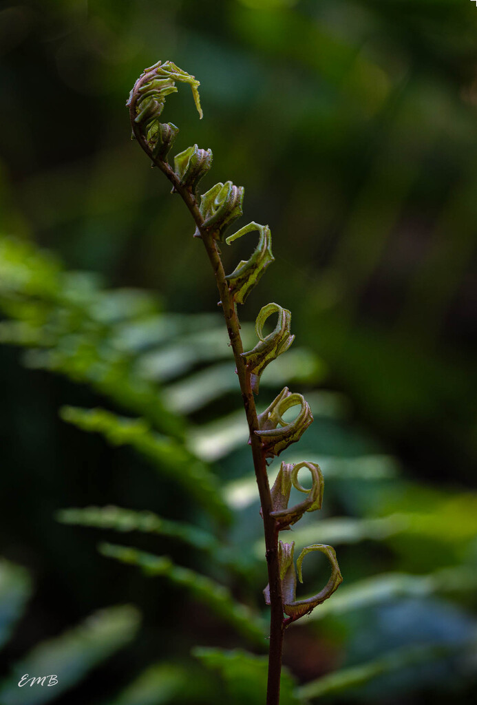 Fern branch by theredcamera