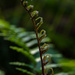 Fern branch by theredcamera