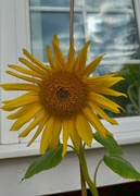 4th Aug 2023 - Happy sunflower 