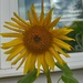 Happy sunflower  by busylady