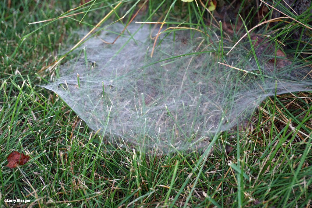 Web in the grass by larrysphotos