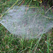 Web in the grass by larrysphotos
