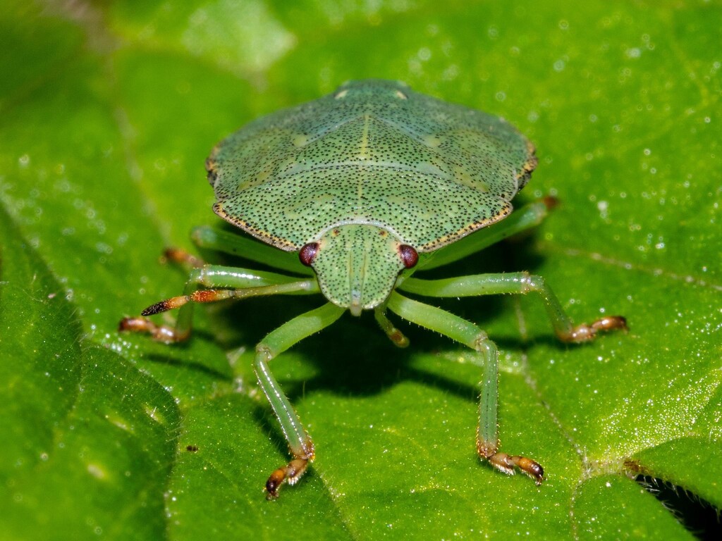 Green shield bug by barrowlane