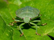 4th Aug 2023 - Green shield bug
