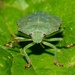 Green shield bug by barrowlane