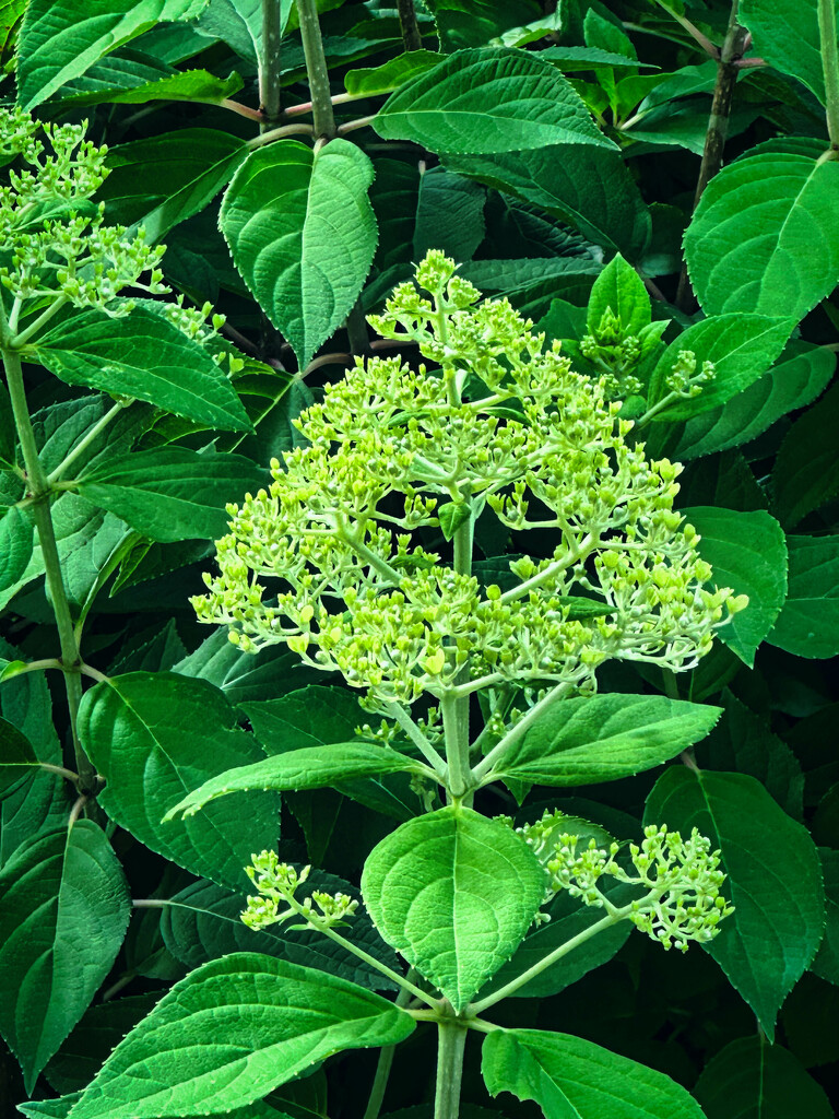 About to bloom hydrangea by joansmor