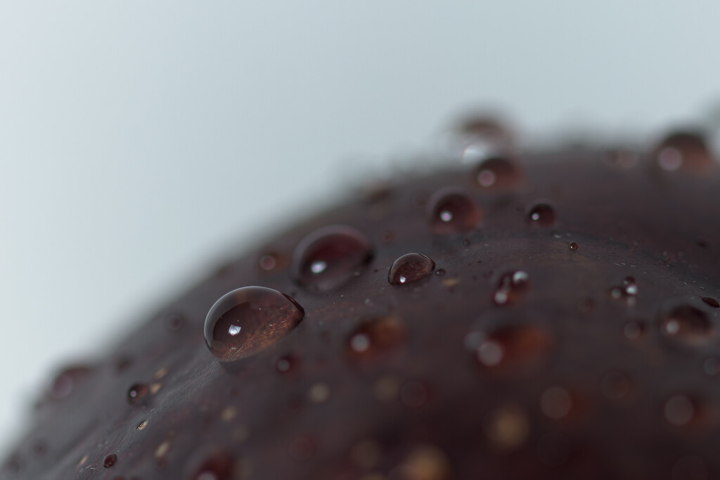 Drops On a Plum by swchappell