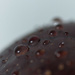 Drops On a Plum by swchappell