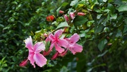5th Aug 2023 -  Weeping Hibiscus Tree Flower ~ .