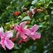 Weeping Hibiscus Tree Flower ~ . by happysnaps