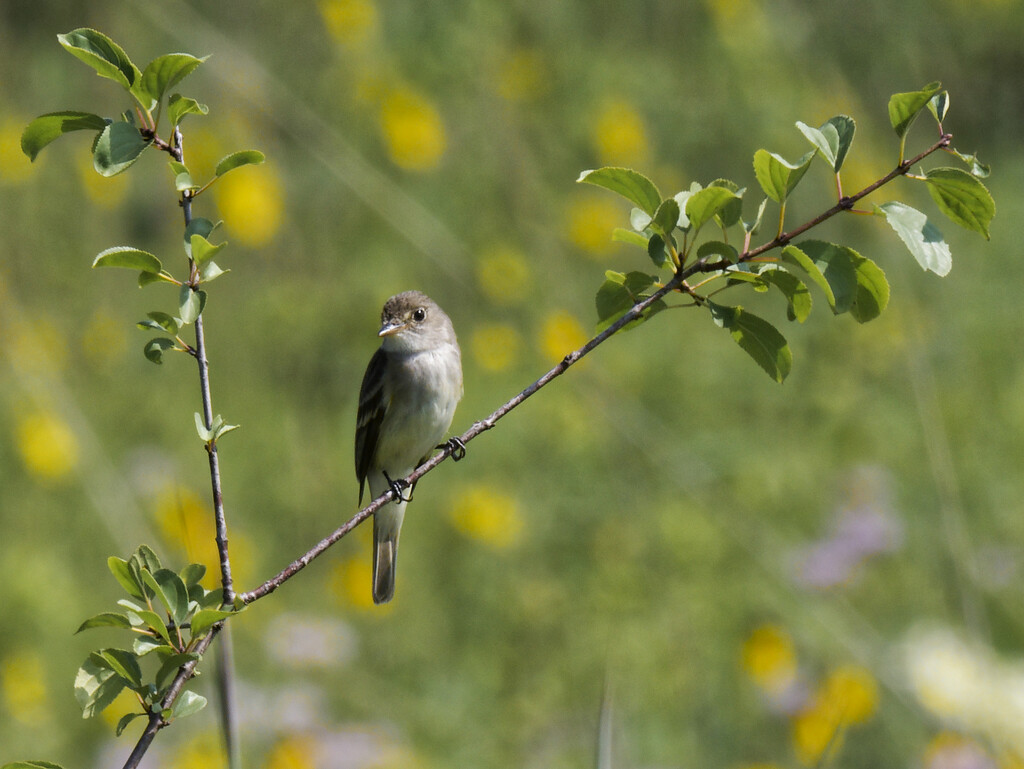 willow flycatcher  by rminer