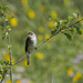 willow flycatcher  by rminer