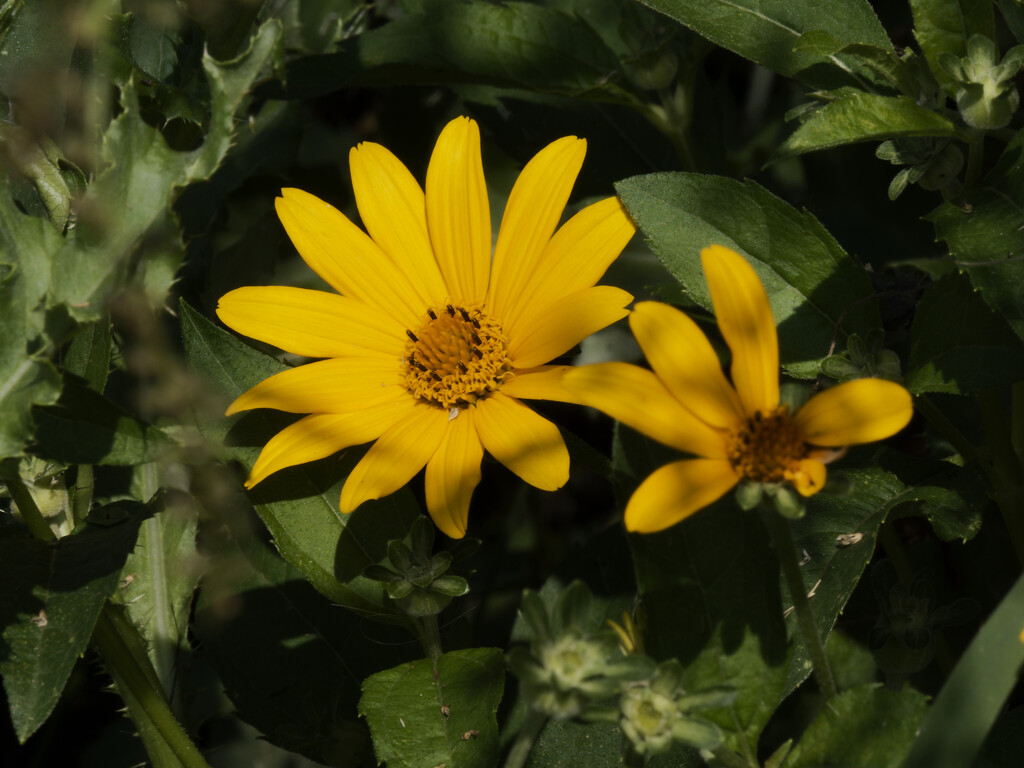false sunflower by rminer