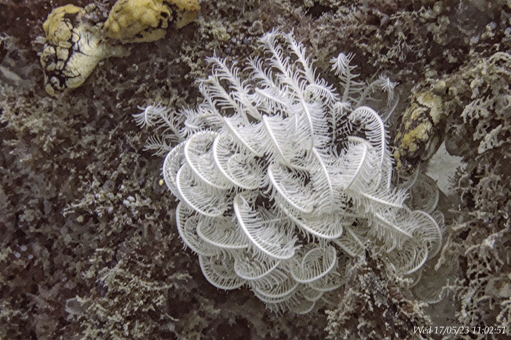 Crinoid  by wh2021