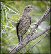 4th Aug 2023 - Juvenile Brown-Headed Cowbird 