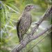 Juvenile Brown-Headed Cowbird 