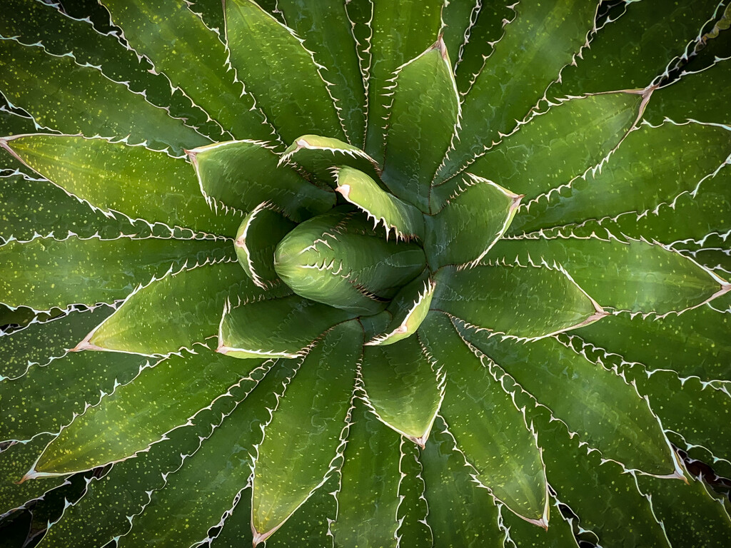 Agave by 365projectorgbilllaing