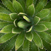 Agave by 365projectorgbilllaing