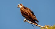 4th Aug 2023 - Another Osprey!