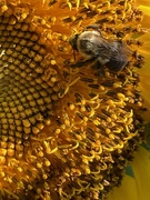 27th Jul 2023 - Busy bee