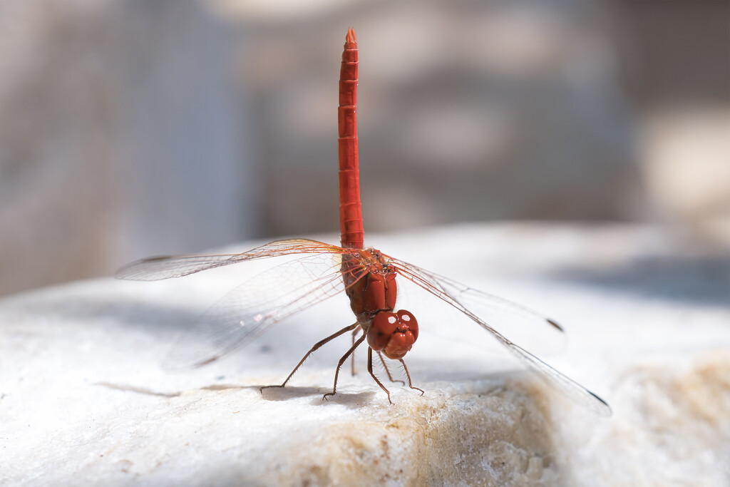Red dragonfly by dkbarnett
