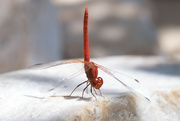 11th Jul 2023 - Red dragonfly