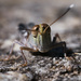 Grasshopper by dkbarnett