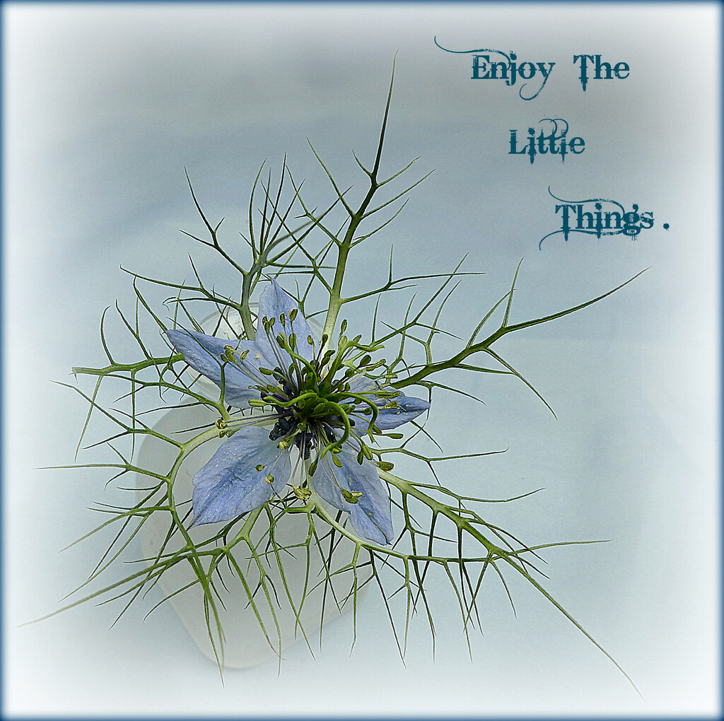 Enjoy the Little Things.  by wendyfrost