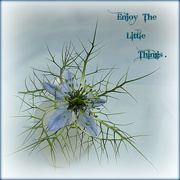 4th Aug 2023 - Enjoy the Little Things. 