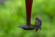 3rd Aug 2023 - Downy Woodpecker