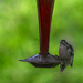 Downy Woodpecker by lstasel