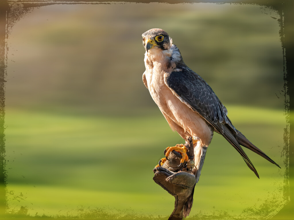 Lanner Falcon by ludwigsdiana