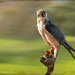 Lanner Falcon by ludwigsdiana