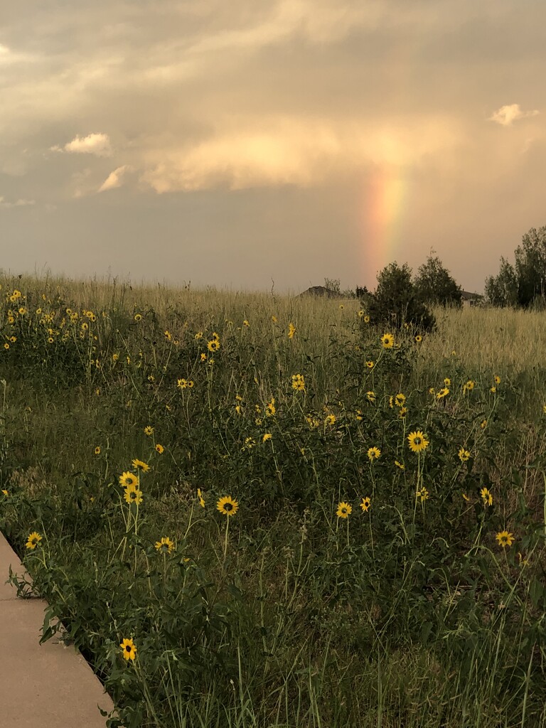 Rainbow Walk by loweygrace