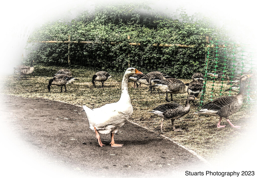 Domestic goose by stuart46