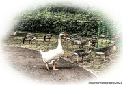5th Aug 2023 - Domestic goose