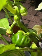 2nd Aug 2023 - Peppers